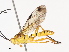  (Theronia Malaise8178 - CBG-A38482-A11)  @11 [ ] CreativeCommons - Attribution Share - Alike (2024) CBG Photography Group Centre for Biodiversity Genomics
