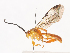  ( - CBG-A38482-F07)  @11 [ ] CreativeCommons - Attribution Share - Alike (2024) CBG Photography Group Centre for Biodiversity Genomics
