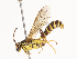  ( - CBG-A38483-F03)  @11 [ ] CreativeCommons - Attribution Share - Alike (2024) CBG Photography Group Centre for Biodiversity Genomics
