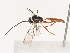  ( - CBG-A38484-C01)  @11 [ ] CreativeCommons - Attribution Share - Alike (2024) CBG Photography Group Centre for Biodiversity Genomics