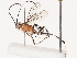  ( - CBG-A38484-C03)  @11 [ ] CreativeCommons - Attribution Share - Alike (2024) CBG Photography Group Centre for Biodiversity Genomics