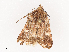  ( - CBG-A38484-C10)  @11 [ ] CreativeCommons - Attribution Share - Alike (2024) CBG Photography Group Centre for Biodiversity Genomics