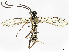  ( - CBG-A38484-G02)  @11 [ ] CreativeCommons - Attribution Share-Alike (2024) CBG Photography Group Centre for Biodiversity Genomics