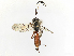  ( - CBG-A38484-G04)  @11 [ ] CreativeCommons - Attribution Share-Alike (2024) CBG Photography Group Centre for Biodiversity Genomics