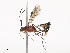  ( - CBG-A38485-C11)  @11 [ ] CreativeCommons - Attribution Share - Alike (2024) CBG Photography Group Centre for Biodiversity Genomics