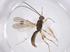 (Heterospilus Malaise5219 - CBG-A39760-C03)  @11 [ ] CreativeCommons - Attribution Share - Alike (2024) Centre for Biodiversity Genomics Centre for Biodiversity Genomics