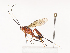  (crypMalaise01 Malaise7650 - CBG-A40186-F08)  @11 [ ] CreativeCommons - Attribution Share - Alike (2024) CBG Photography Group Centre for Biodiversity Genomics