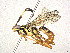  ( - CBG-A40187-D01)  @11 [ ] CreativeCommons - Attribution Share-Alike (2024) CBG Photography Group Centre for Biodiversity Genomics