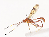  ( - CBG-A40187-D03)  @11 [ ] CreativeCommons - Attribution Share - Alike (2024) CBG Photography Group Centre for Biodiversity Genomics