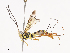  (atroMalaise01 Malaise3727 - CBG-A40187-D06)  @11 [ ] CreativeCommons - Attribution Share - Alike (2024) CBG Photography Group Centre for Biodiversity Genomics