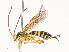  ( - CBG-A40187-G02)  @11 [ ] CreativeCommons - Attribution Share - Alike (2024) CBG Photography Group Centre for Biodiversity Genomics