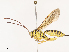  ( - CBG-A40189-G01)  @11 [ ] CreativeCommons - Attribution Share - Alike (2024) CBG Photography Group Centre for Biodiversity Genomics