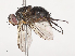  (Anisia Malaise9722 - CBG-A40190-A11)  @11 [ ] CreativeCommons - Attribution Share - Alike (2024) CBG Photography Group Centre for Biodiversity Genomics