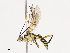  ( - CBG-A40190-B05)  @11 [ ] CreativeCommons - Attribution Share - Alike (2024) CBG Photography Group Centre for Biodiversity Genomics
