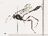  (ichMalaise01 Malaise4873 - CBG-A40190-H03)  @11 [ ] CreativeCommons - Attribution Share - Alike (2024) CBG Photography Group Centre for Biodiversity Genomics