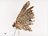  ( - CBG-A38518-A04)  @11 [ ] CreativeCommons - Attribution Share - Alike (2024) CBG Photography Group Centre for Biodiversity Genomics