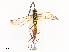  ( - CBG-A38519-G03)  @11 [ ] CreativeCommons - Attribution Share - Alike (2024) CBG Photography Group Centre for Biodiversity Genomics