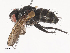  ( - CBG-A38519-H04)  @11 [ ] CreativeCommons - Attribution Share - Alike (2024) CBG Photography Group Centre for Biodiversity Genomics