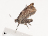  ( - CBG-A38520-D03)  @11 [ ] CreativeCommons - Attribution Share - Alike (2024) CBG Photography Group Centre for Biodiversity Genomics