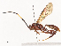  ( - CBG-A40202-A01)  @11 [ ] CreativeCommons - Attribution Share - Alike (2024) CBG Photography Group Centre for Biodiversity Genomics