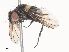  ( - CBG-A40203-C03)  @11 [ ] CreativeCommons - Attribution Share - Alike (2024) CBG Photography Group Centre for Biodiversity Genomics