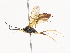  ( - CBG-A40203-E11)  @11 [ ] CreativeCommons - Attribution Share - Alike (2024) CBG Photography Group Centre for Biodiversity Genomics