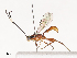 ( - CBG-A40204-A05)  @11 [ ] CreativeCommons - Attribution Share - Alike (2024) CBG Photography Group Centre for Biodiversity Genomics