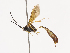  ( - CBG-A40233-C08)  @11 [ ] CreativeCommons - Attribution Share - Alike (2024) CBG Photography Group Centre for Biodiversity Genomics