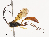  ( - CBG-A40233-E06)  @11 [ ] CreativeCommons - Attribution Share - Alike (2024) CBG Photography Group Centre for Biodiversity Genomics