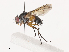  ( - CBG-A40233-F06)  @11 [ ] CreativeCommons - Attribution Share - Alike (2024) CBG Photography Group Centre for Biodiversity Genomics