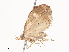  ( - CBG-A40236-C08)  @11 [ ] CreativeCommons - Attribution Share - Alike (2024) CBG Photography Group Centre for Biodiversity Genomics