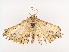  ( - CBG-A38416-E03)  @11 [ ] CreativeCommons - Attribution Share - Alike (2024) CBG Photography Group Centre for Biodiversity Genomics