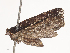  ( - CBG-A38471-B01)  @11 [ ] CreativeCommons - Attribution Share - Alike (2024) CBG Photography Group Centre for Biodiversity Genomics
