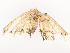  ( - CBG-A38471-F06)  @11 [ ] CreativeCommons - Attribution Share - Alike (2024) CBG Photography Group Centre for Biodiversity Genomics