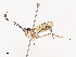  ( - CBG-A40193-H10)  @11 [ ] CreativeCommons - Attribution Share - Alike (2024) CBG Photography Group Centre for Biodiversity Genomics