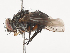  ( - CBG-A40195-C11)  @11 [ ] CreativeCommons - Attribution Share - Alike (2024) CBG Photography Group Centre for Biodiversity Genomics
