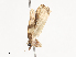  (elachMalaise6115 Malaise6115 - CBG-A40196-A11)  @11 [ ] CreativeCommons - Attribution Share - Alike (2024) CBG Photography Group Centre for Biodiversity Genomics