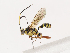  (ichMalaise01 Malaise7809 - CBG-A40217-E11)  @11 [ ] CreativeCommons - Attribution Share - Alike (2024) CBG Photography Group Centre for Biodiversity Genomics