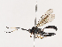  ( - CBG-A40218-A04)  @11 [ ] CreativeCommons - Attribution Share - Alike (2024) CBG Photography Group Centre for Biodiversity Genomics