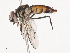  ( - CBG-A40221-A09)  @11 [ ] CreativeCommons - Attribution Share - Alike (2024) CBG Photography Group Centre for Biodiversity Genomics