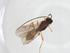  (Hormius malaise4752 - CBG-A38695-C02)  @11 [ ] CreativeCommons - Attribution Share - Alike (2024) Centre for Biodiversity Genomics Centre for Biodiversity Genomics