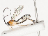  ( - CBG-A40079-A07)  @11 [ ] CreativeCommons - Attribution Share - Alike (2024) CBG Photography Group Centre for Biodiversity Genomics