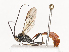  ( - CBG-A40080-A04)  @11 [ ] CreativeCommons - Attribution Share - Alike (2024) CBG Photography Group Centre for Biodiversity Genomics