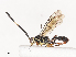  ( - CBG-A40080-A12)  @11 [ ] CreativeCommons - Attribution Share - Alike (2024) CBG Photography Group Centre for Biodiversity Genomics
