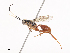  ( - CBG-A40080-E12)  @11 [ ] CreativeCommons - Attribution Share - Alike (2024) CBG Photography Group Centre for Biodiversity Genomics