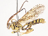  ( - CBG-A41833-G01)  @11 [ ] CreativeCommons - Attribution Share - Alike (2024) CBG Photography Group Centre for Biodiversity Genomics