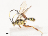  ( - CBG-A41835-B06)  @11 [ ] CreativeCommons - Attribution Share - Alike (2024) CBG Photography Group Centre for Biodiversity Genomics