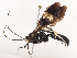  ( - CBG-A41835-G04)  @11 [ ] CreativeCommons - Attribution Share - Alike (2024) CBG Photography Group Centre for Biodiversity Genomics