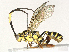  ( - CBG-A41836-A12)  @11 [ ] CreativeCommons - Attribution (2024) CBG Photography Group Centre for Biodiversity Genomics