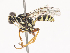  ( - CBG-A41837-G10)  @11 [ ] CreativeCommons - Attribution Share - Alike (2024) CBG Photography Group Centre for Biodiversity Genomics